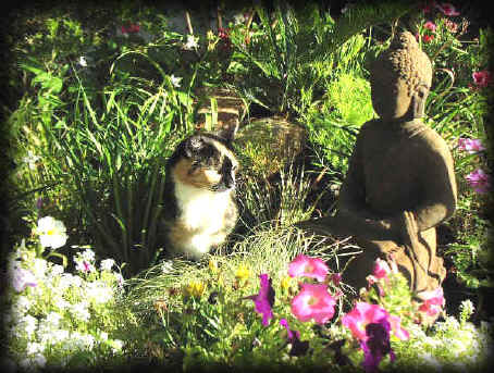 Live Art Garden and Landscape Design and Contruction Services in Perth, Western Australia