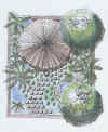 AFRICAN_DRAW.JPG (63238 bytes)